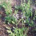 Lyre-leaved Sage